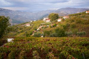 vineyards and village, Douro Valley, Portugal vineyards and village, Douro Valley, Portugal